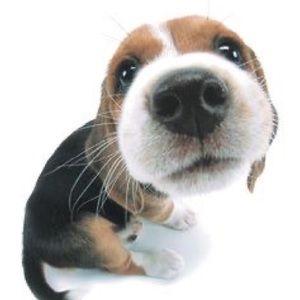 Meet your Posher, Amelia